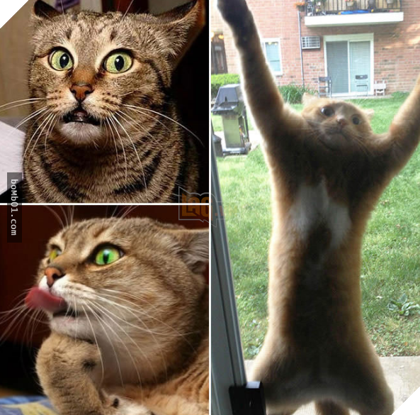 17 bằng chứng cho thấy mèo là loài động vật có biểu cảm ‘sinh động nhất’ thế giới 17