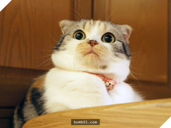 17 bằng chứng cho thấy mèo là loài động vật có biểu cảm ‘sinh động nhất’ thế giới 4