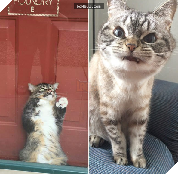 17 bằng chứng cho thấy mèo là loài động vật có biểu cảm ‘sinh động nhất’ thế giới 11