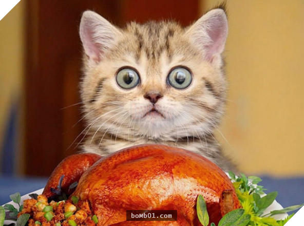 17 bằng chứng cho thấy mèo là loài động vật có biểu cảm ‘sinh động nhất’ thế giới 6