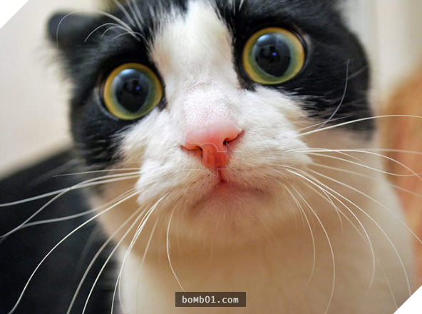 17 bằng chứng cho thấy mèo là loài động vật có biểu cảm ‘sinh động nhất’ thế giới 8