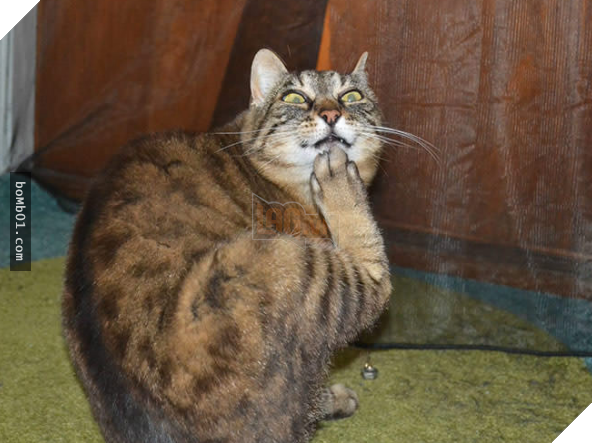 17 bằng chứng cho thấy mèo là loài động vật có biểu cảm ‘sinh động nhất’ thế giới 16