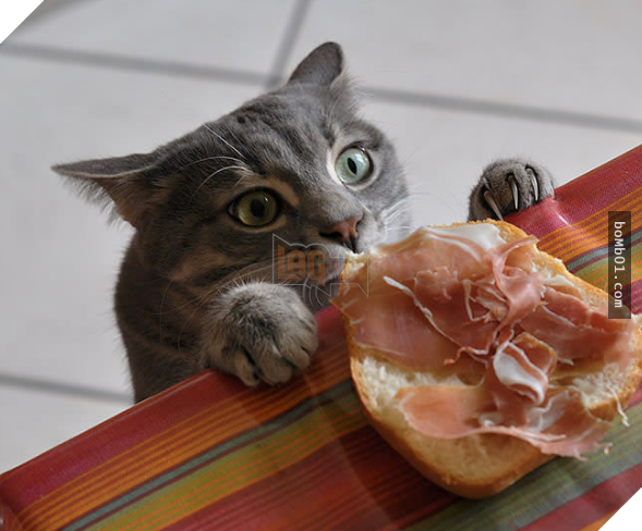 17 bằng chứng cho thấy mèo là loài động vật có biểu cảm ‘sinh động nhất’ thế giới 14