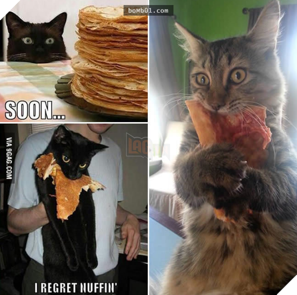 17 bằng chứng cho thấy mèo là loài động vật có biểu cảm ‘sinh động nhất’ thế giới 9