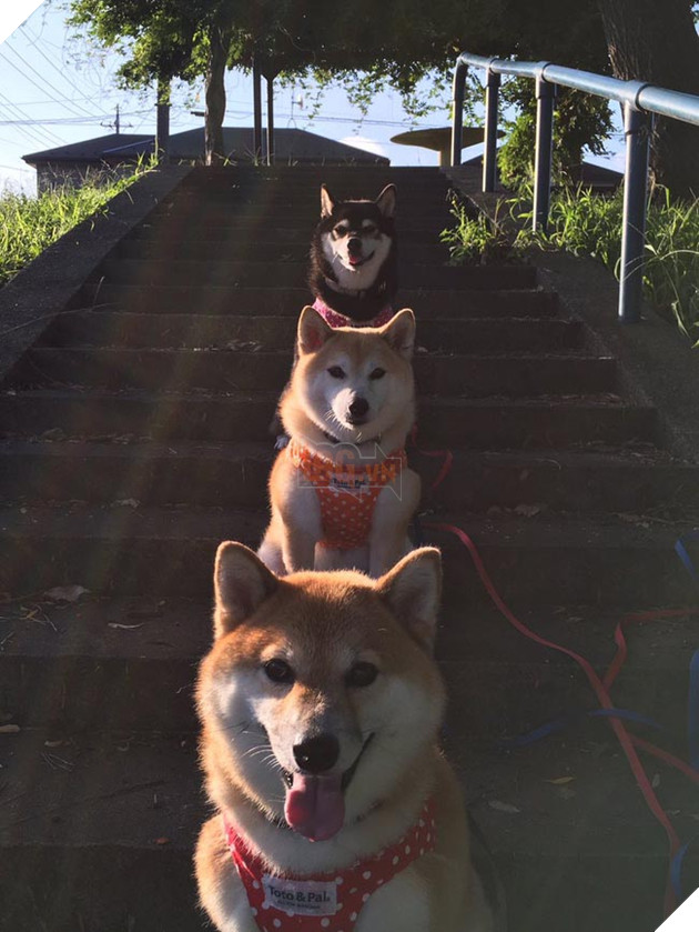 Shiba Inu là một giống chó con đáng yêu và nổi tiếng. Hãy khám phá hình ảnh liên quan và tìm hiểu thêm về các đặc điểm nổi bật của giống chó này, sự thông minh và đáng yêu của chúng.