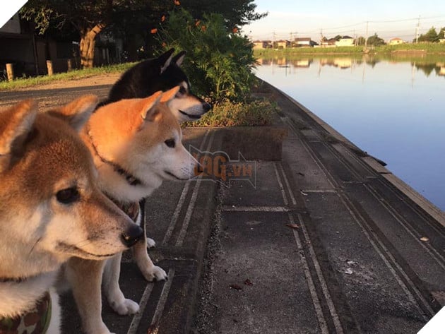 3 chú chó shiba đáng yêu vô đôi