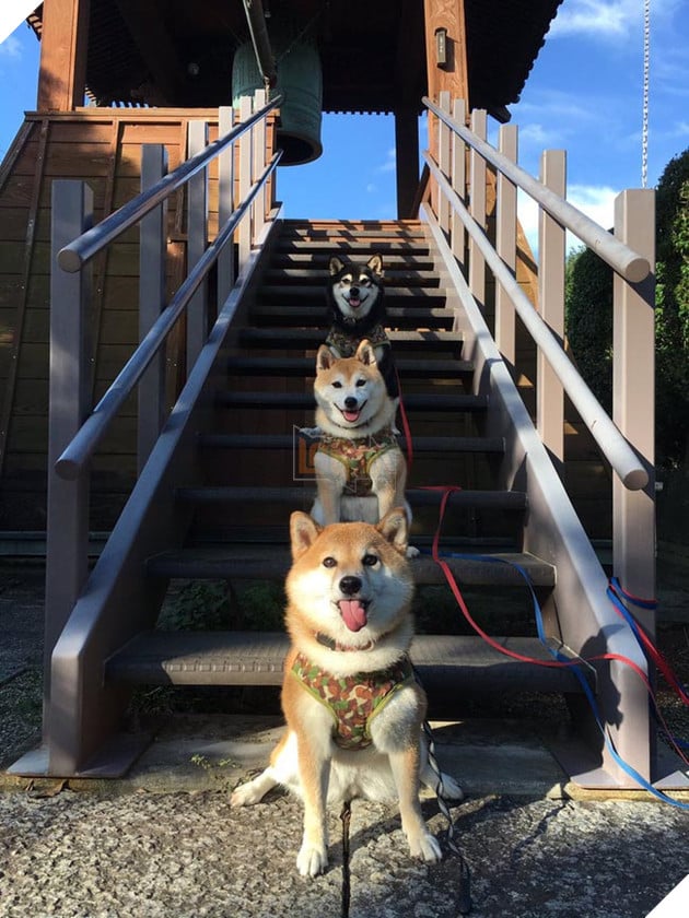 3 chú chó shiba đáng yêu vô đôi