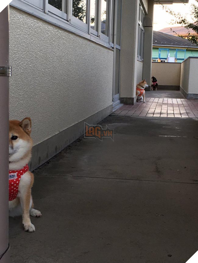 3 chú chó shiba đáng yêu vô đôi