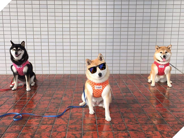 3 chú chó shiba đáng yêu vô đôi