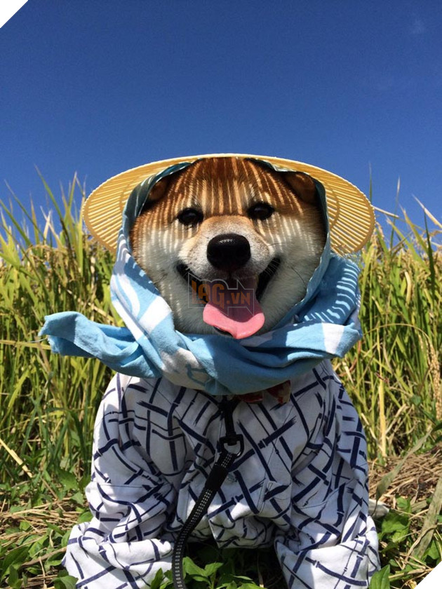 3 chú chó shiba đáng yêu vô đôi