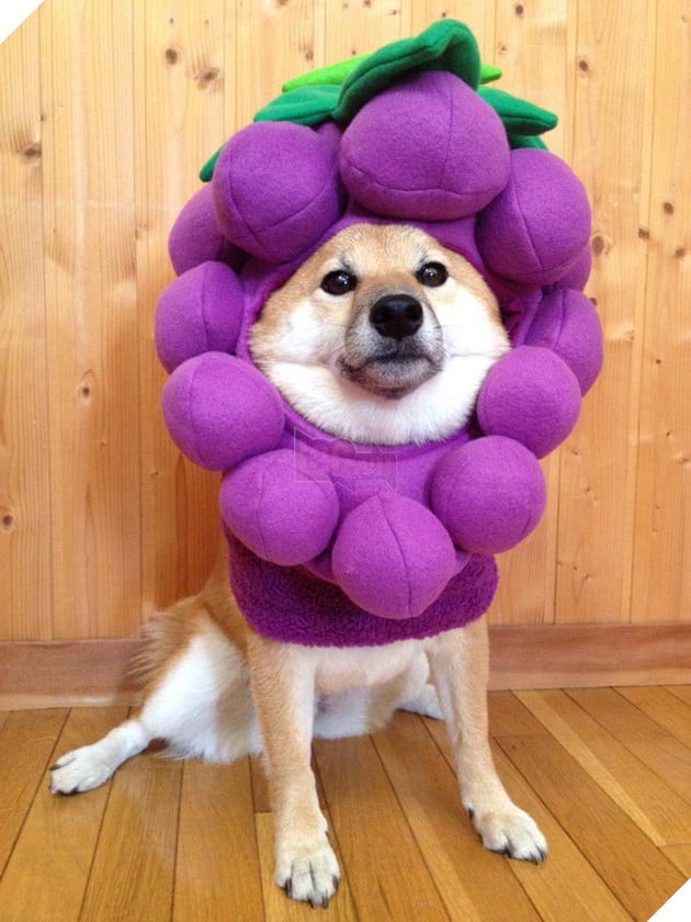 3 chú chó shiba đáng yêu vô đôi