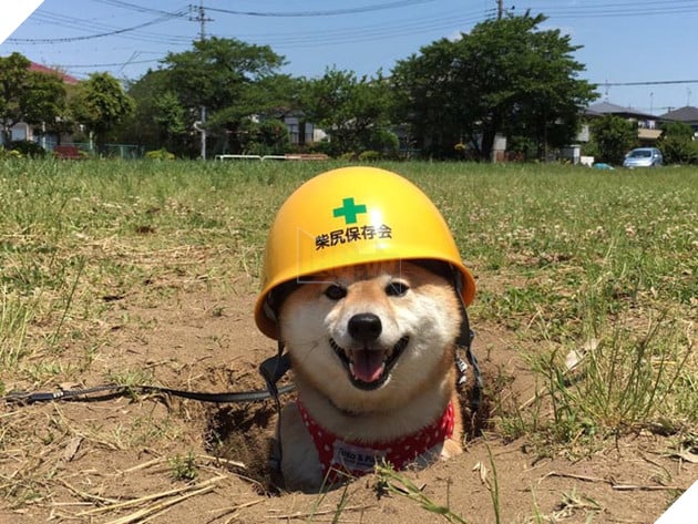 3 chú chó shiba đáng yêu vô đôi