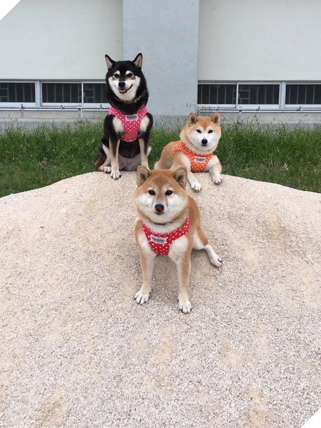 3 chú chó shiba đáng yêu vô đôi
