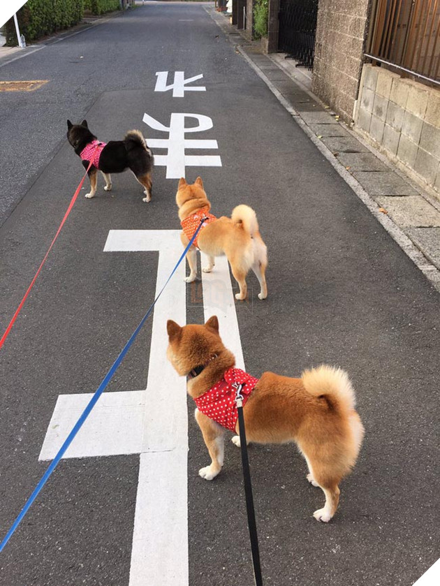 3 chú chó shiba đáng yêu vô đôi