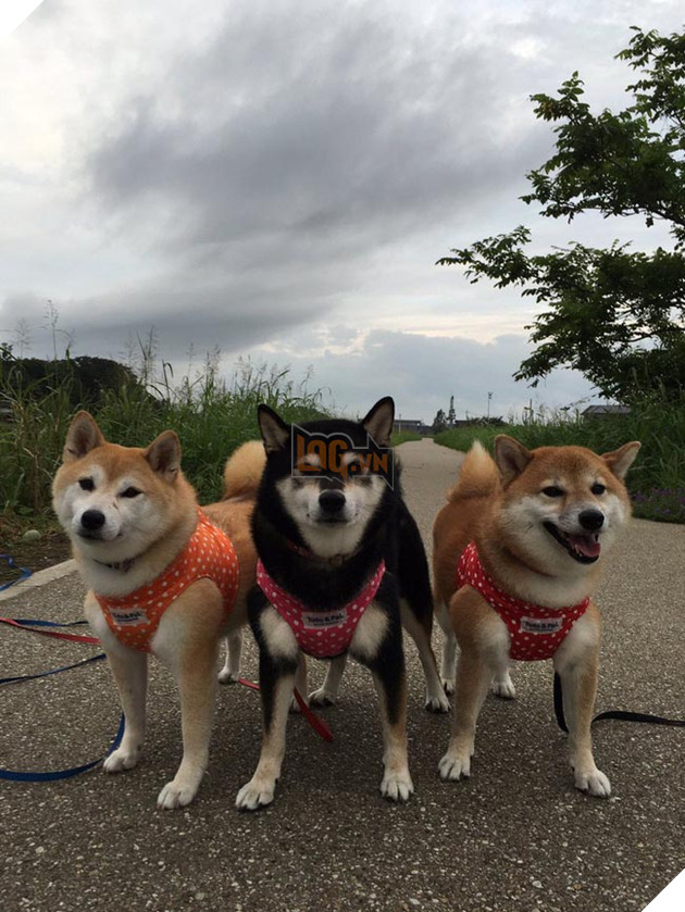 3 chú chó shiba đáng yêu vô đôi