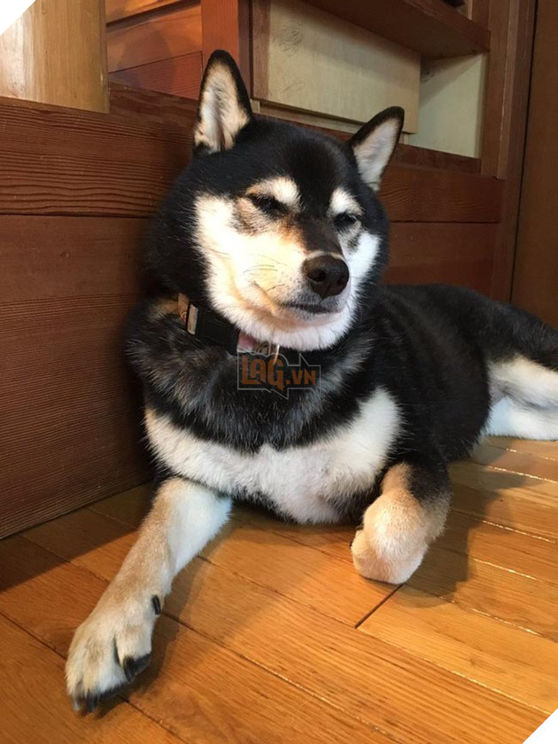 3 chú chó shiba đáng yêu vô đôi
