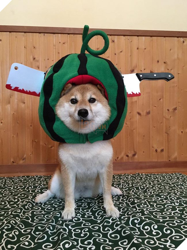 3 chú chó shiba đáng yêu vô đôi