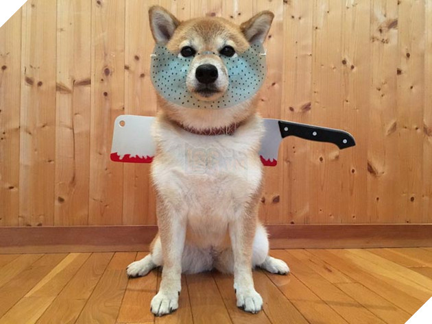 3 chú chó shiba đáng yêu vô đôi