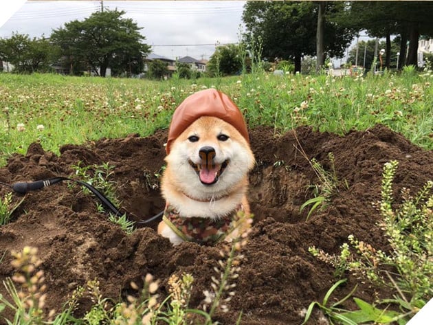 3 chú chó shiba đáng yêu vô đôi