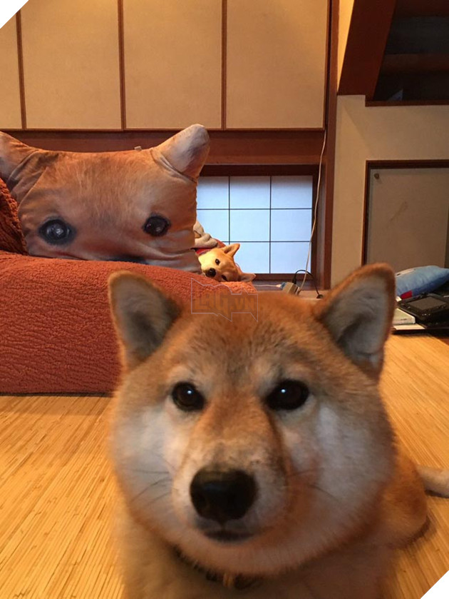 3 chú chó shiba đáng yêu vô đôi