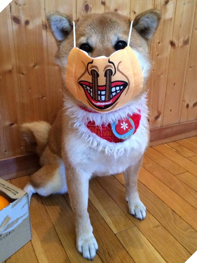 3 chú chó shiba đáng yêu vô đôi