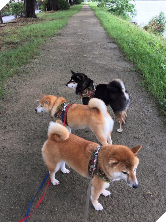 3 chú chó shiba đáng yêu vô đôi