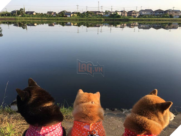 3 chú chó shiba đáng yêu vô đôi
