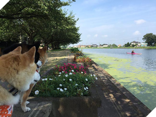 3 chú chó shiba đáng yêu vô đôi