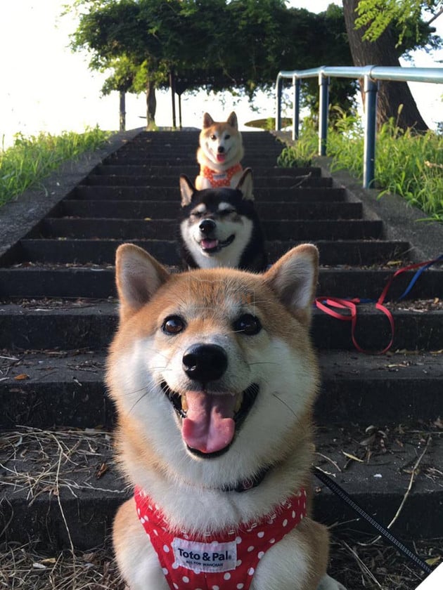 3 chú chó shiba đáng yêu vô đôi