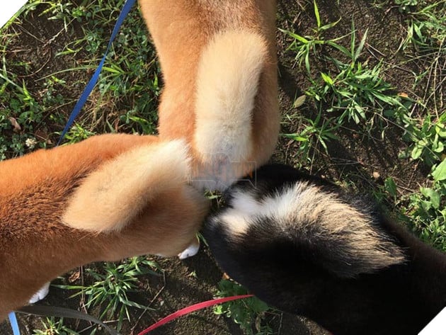 3 chú chó shiba đáng yêu vô đôi