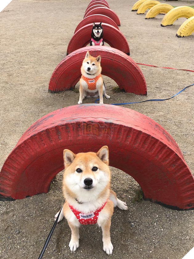 3 chú chó shiba đáng yêu vô đôi