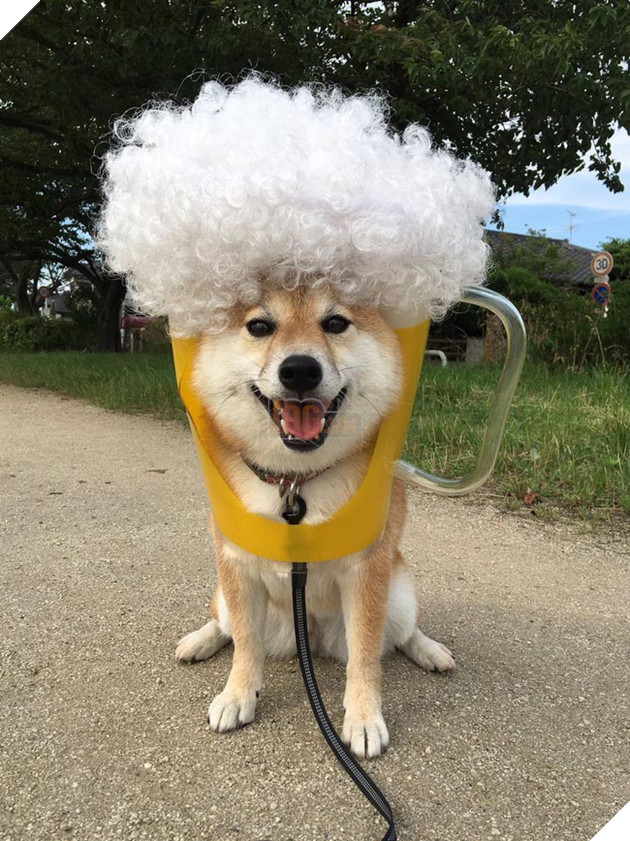 3 chú chó shiba đáng yêu vô đôi