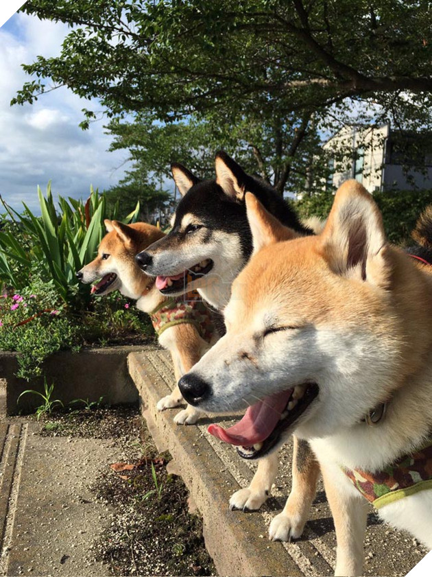 3 chú chó shiba đáng yêu vô đôi