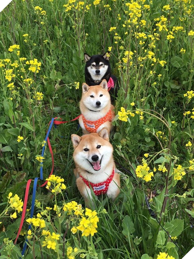 3 chú chó shiba đáng yêu vô đôi