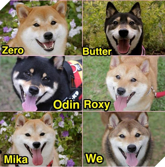 6 chú chó shiba đáng yêu
