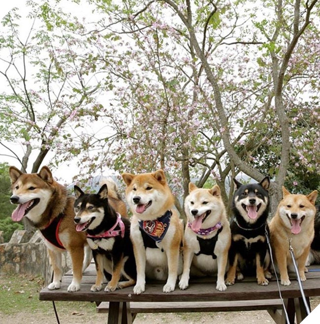 6 chú chó shiba đáng yêu