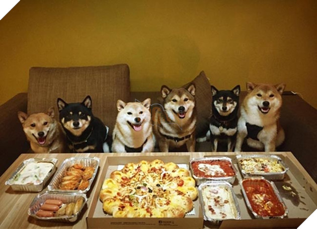 6 chú chó shiba đáng yêu