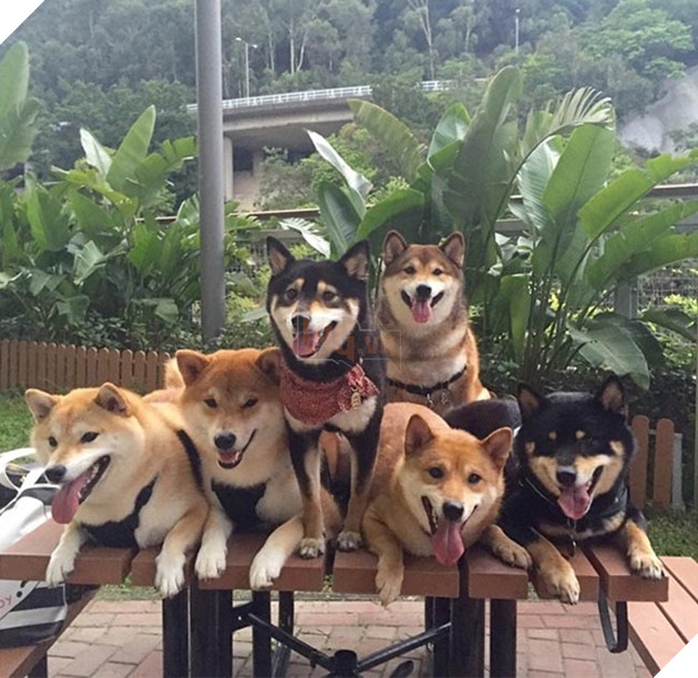 6 chú chó shiba đáng yêu