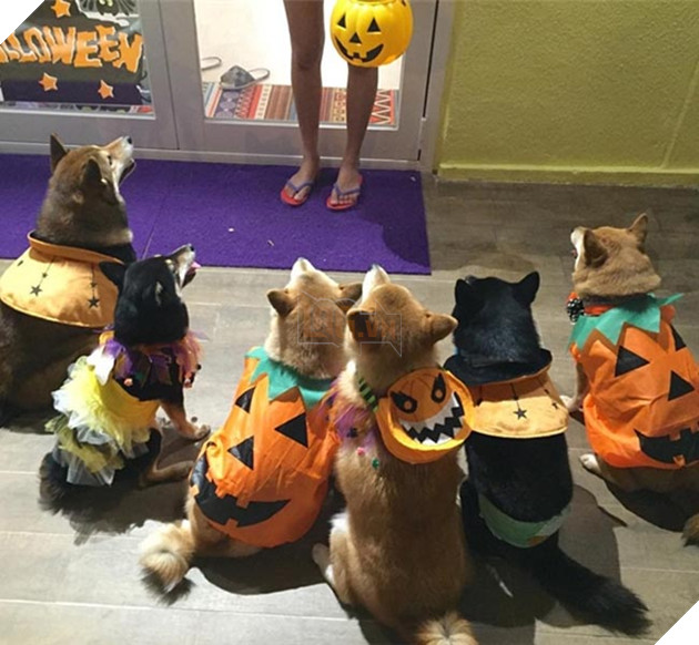 6 chú chó shiba đáng yêu