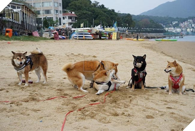 6 chú chó shiba đáng yêu