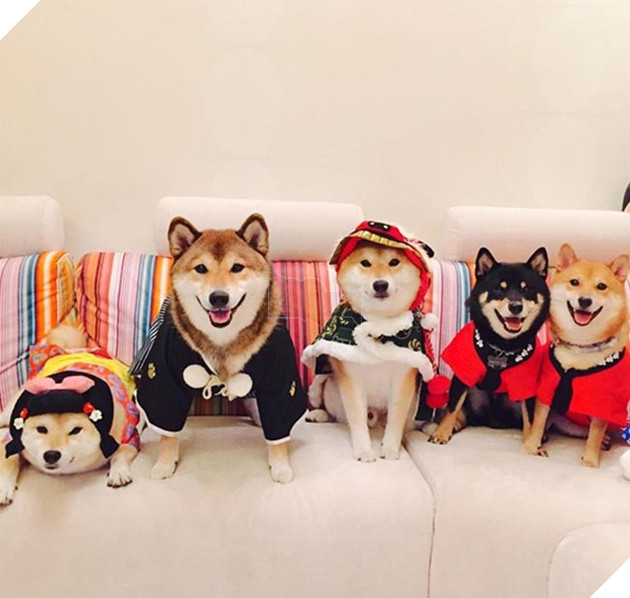 6 chú chó shiba đáng yêu