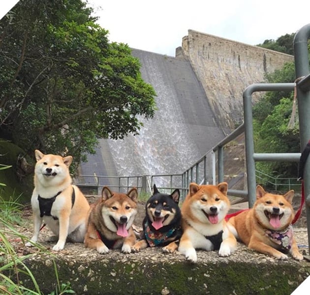 6 chú chó shiba đáng yêu