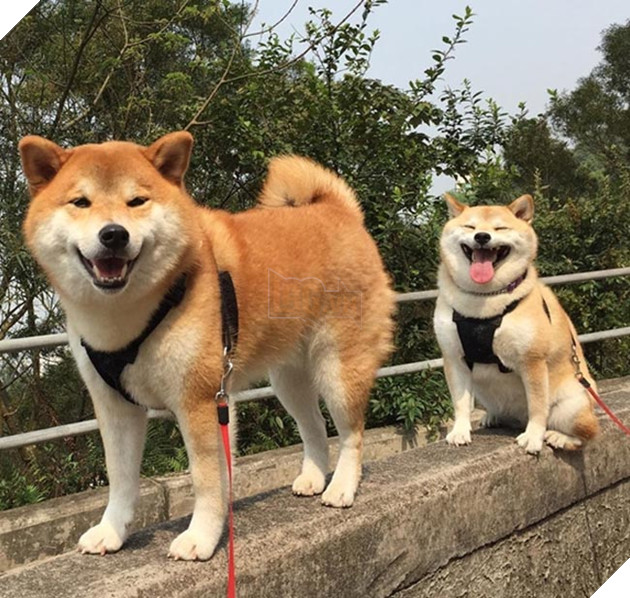 6 chú chó shiba đáng yêu