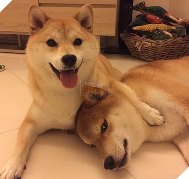 6 chú chó shiba đáng yêu