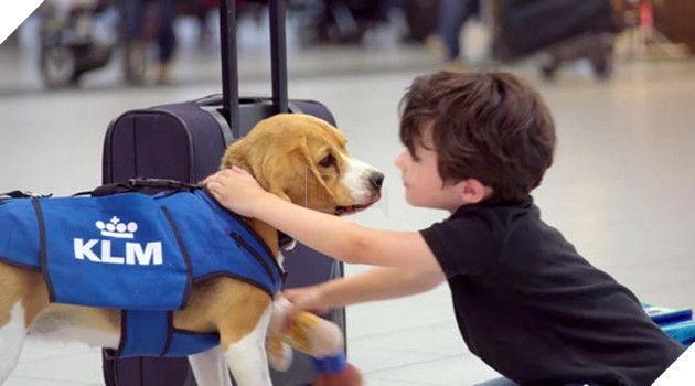 chú chó tim đồ thất lạc ở sân bay