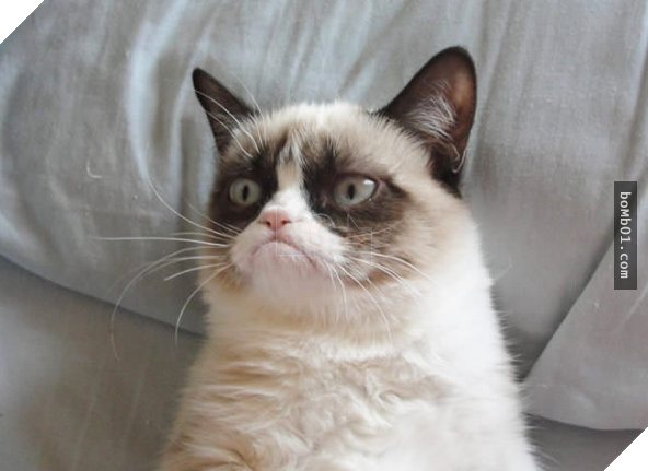 17 bằng chứng cho thấy mèo là loài động vật có biểu cảm ‘sinh động nhất’ thế giới 12