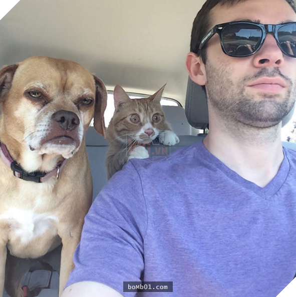 17 bằng chứng cho thấy mèo là loài động vật có biểu cảm ‘sinh động nhất’ thế giới 3