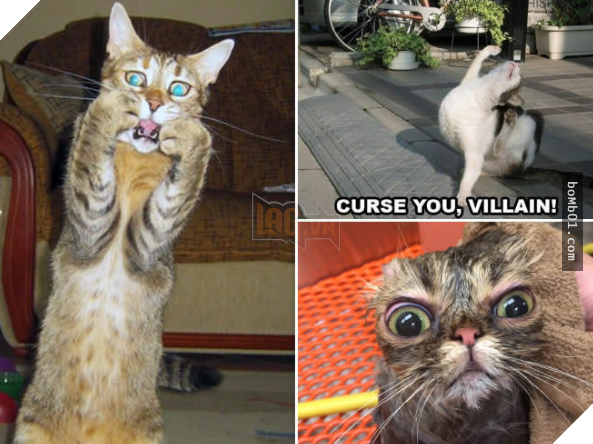 17 bằng chứng cho thấy mèo là loài động vật có biểu cảm ‘sinh động nhất’ thế giới 7