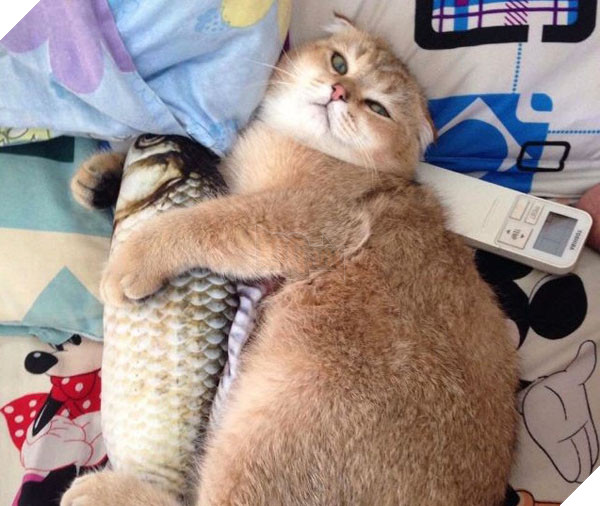 het goi hinh gian, dan mang lai dua nhau san goi hinh ca, banh my nhu that - 6