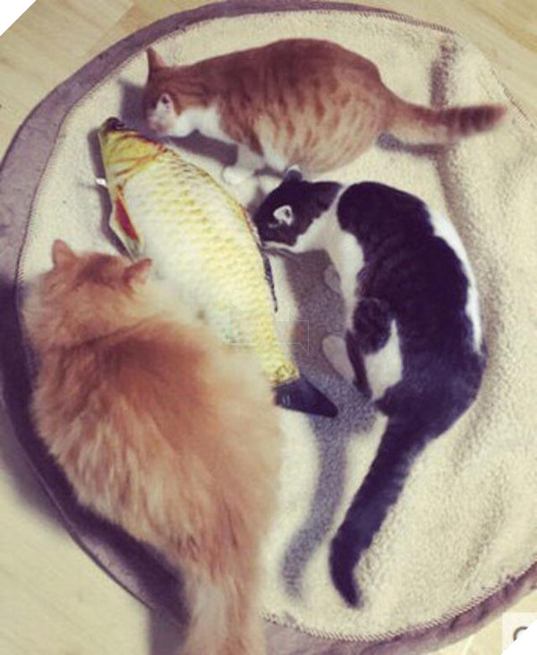 het goi hinh gian, dan mang lai dua nhau san goi hinh ca, banh my nhu that - 7